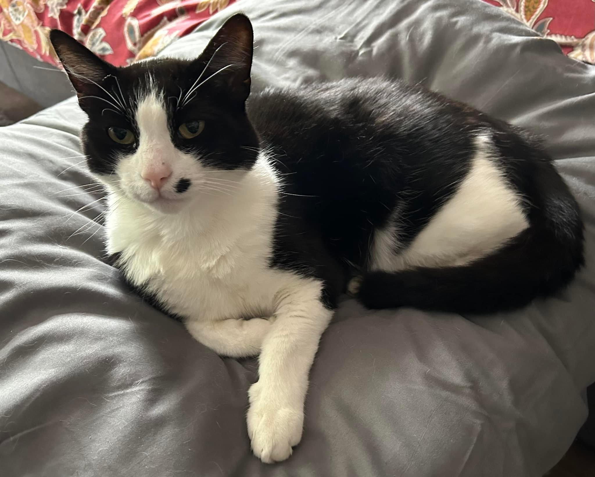 Happy pet (placeholder)